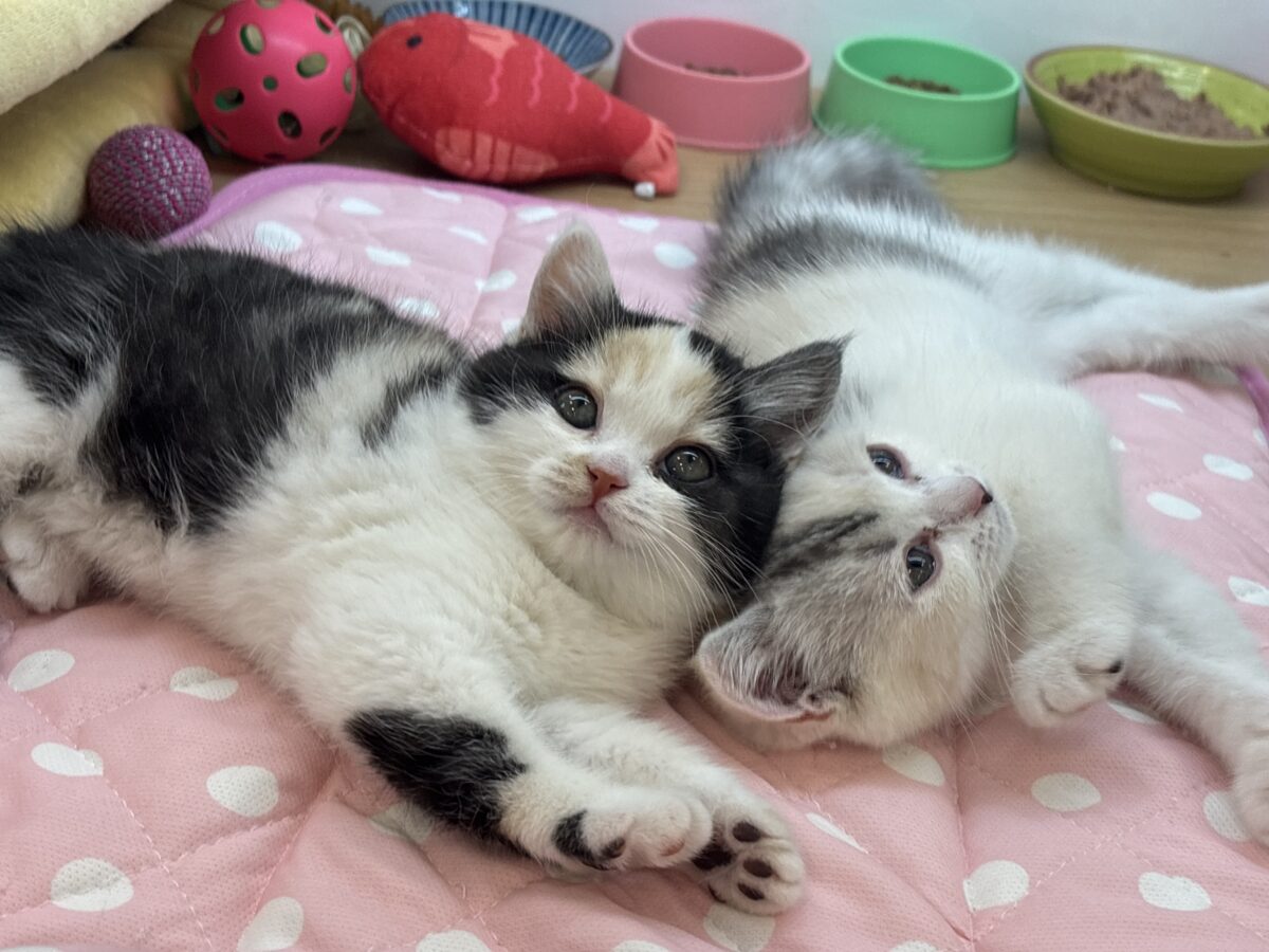 ミックス猫