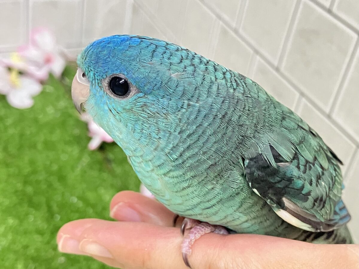 サザナミインコ