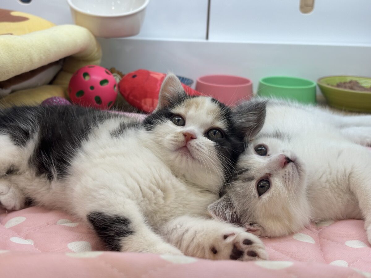 ミックス猫
