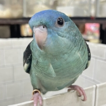 ✨最新画像✨爆裂荒波？！🌊はっちゃけピーポｩ！🚨🚓🚨サザナミインコ(ターコイズ/2026年3月生まれ)