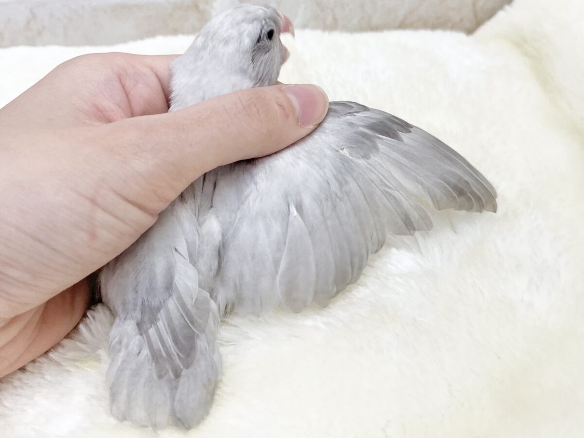 マメルリハ