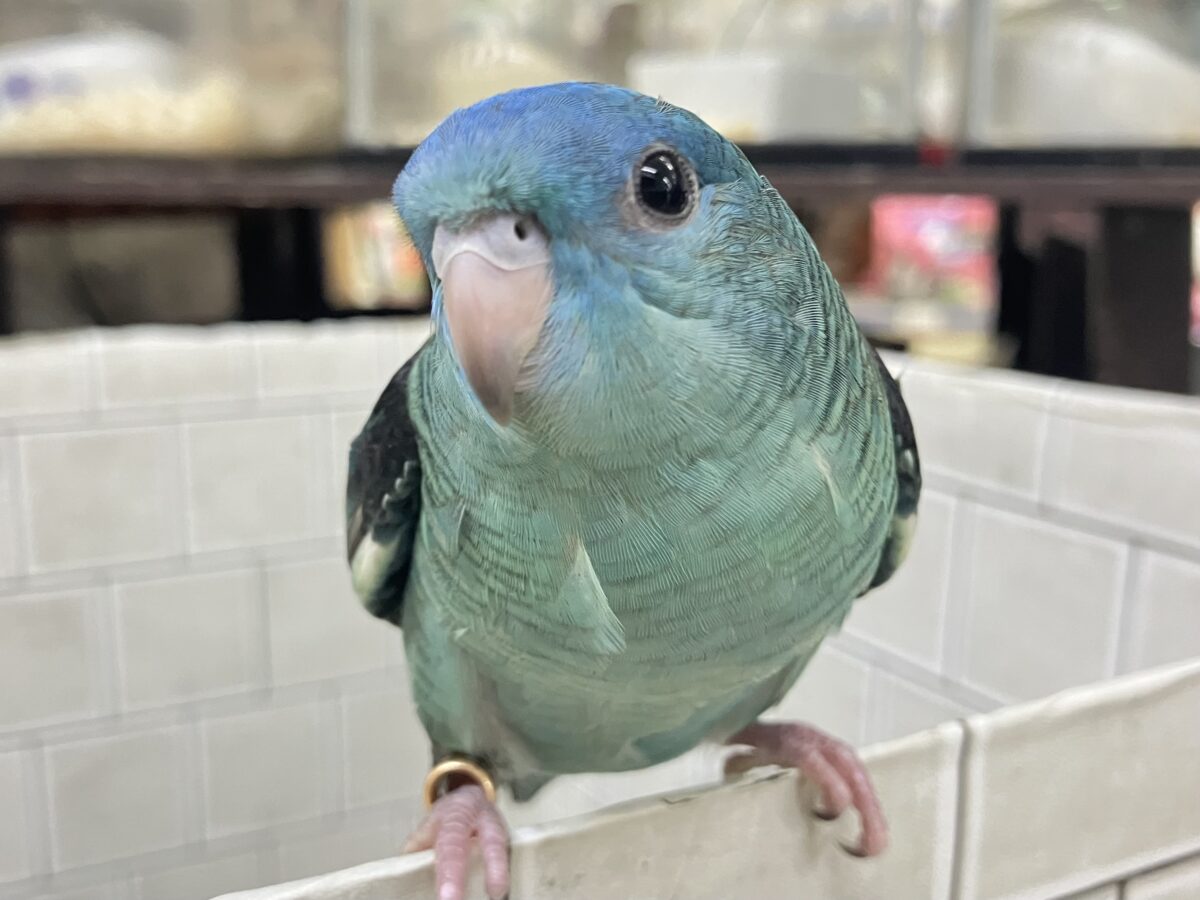 ✨最新画像✨爆裂荒波？！🌊はっちゃけピーポｩ！🚨🚓🚨サザナミインコ(ターコイズ/2026年3月生まれ)