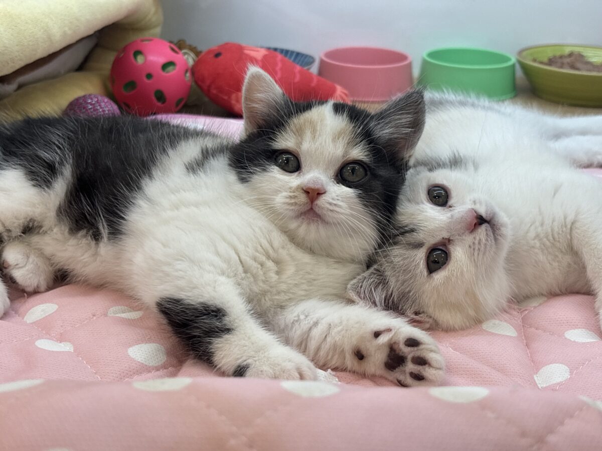 ミックス猫