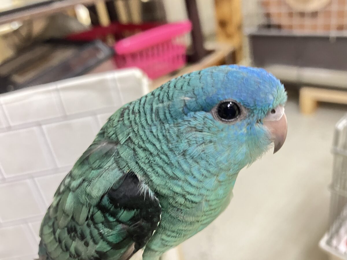 サザナミインコ