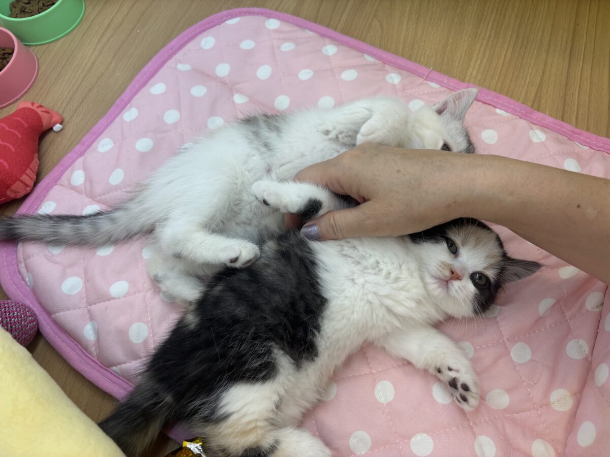 ミックス猫