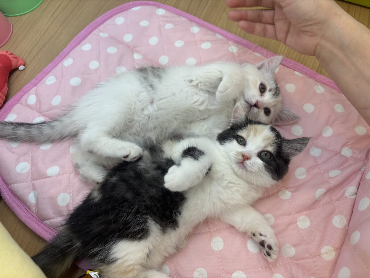 ミックス猫