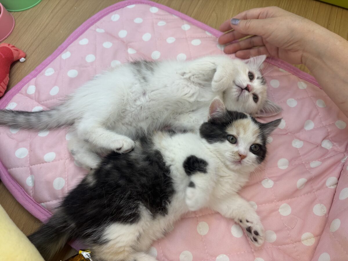 ミックス猫