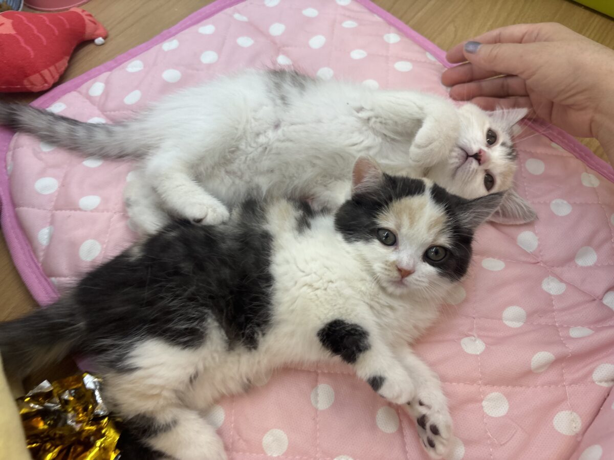 ミックス猫