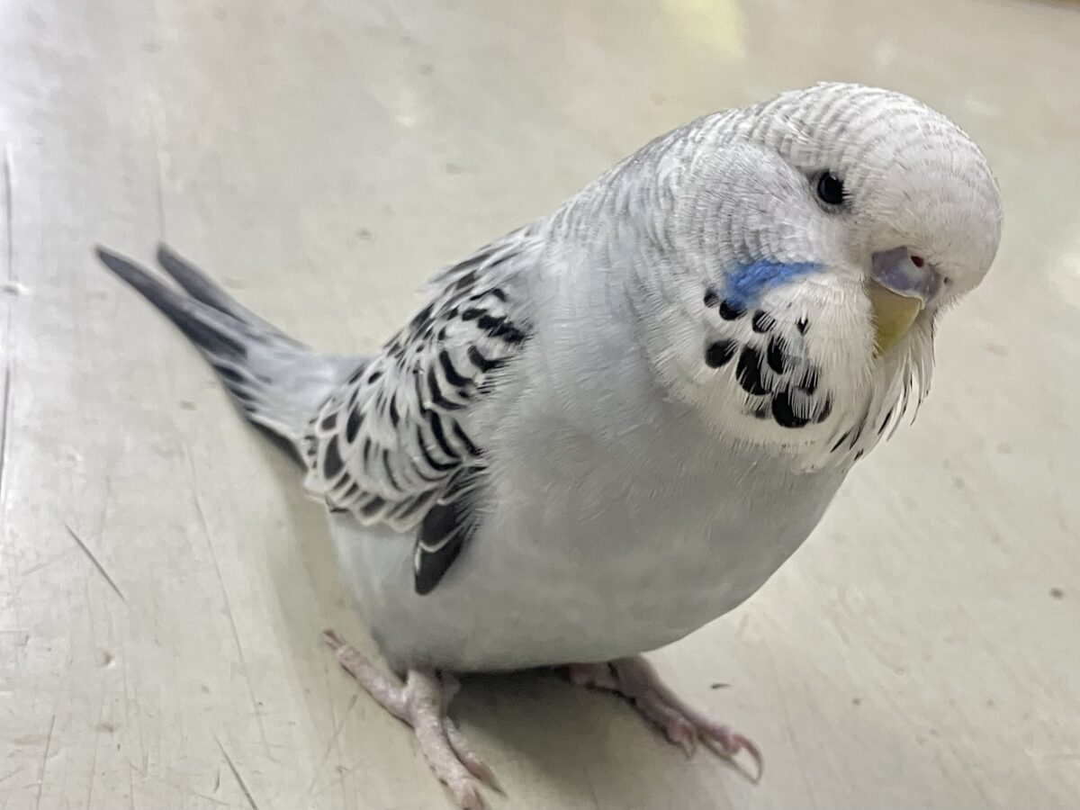 ジャンボセキセイインコ