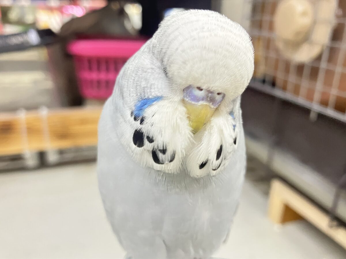 ビビビビ薄明光線❕青空チィク⛅️️🩵ジャンボセキセイインコ(グレーオパーリン/2026年3月生まれ) ジャンボセキセイインコ