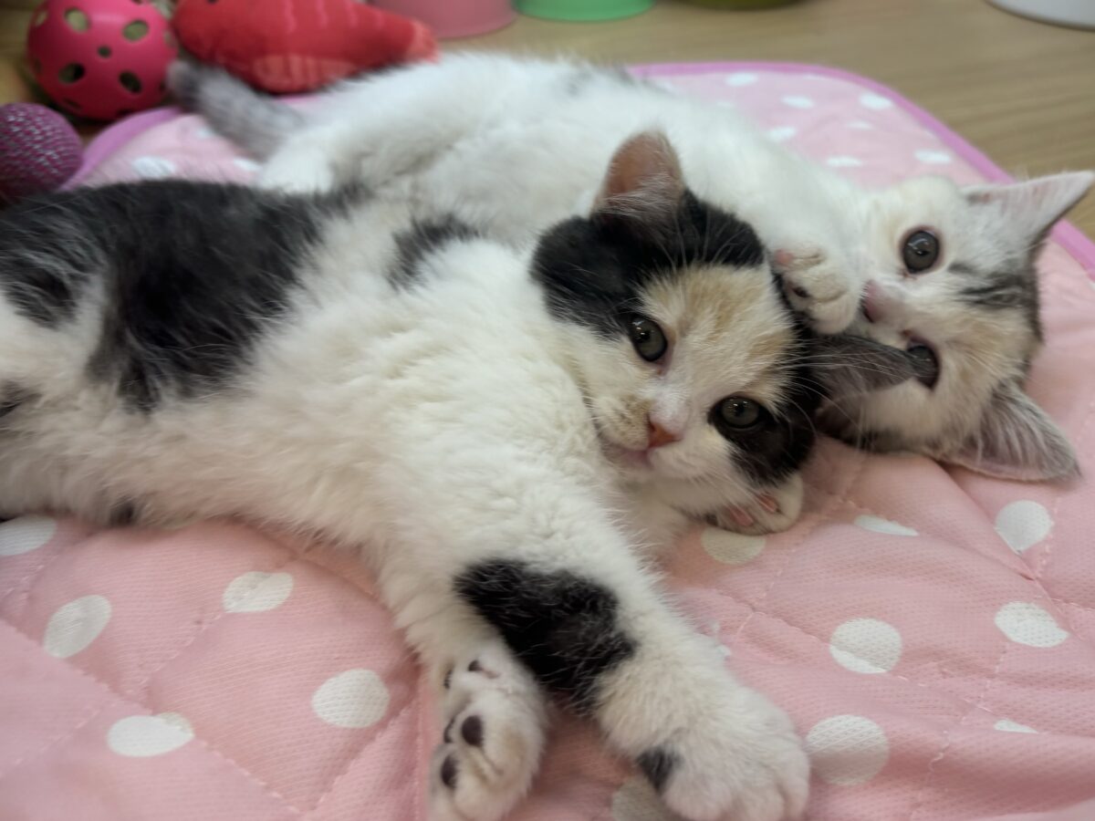 ミックス猫