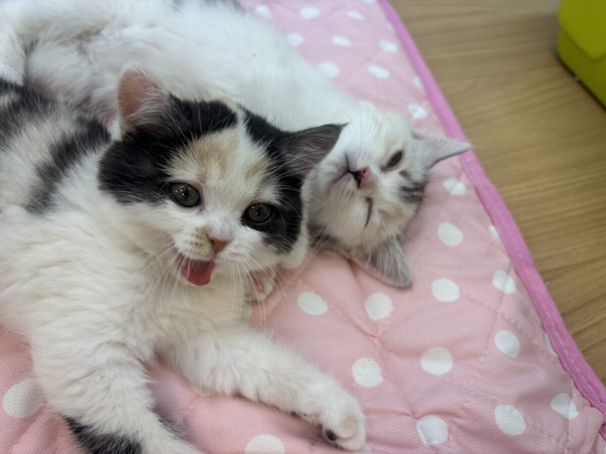 ミックス猫