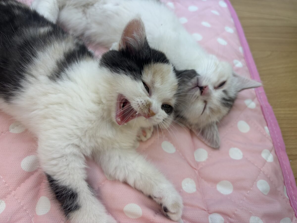 ミックス猫