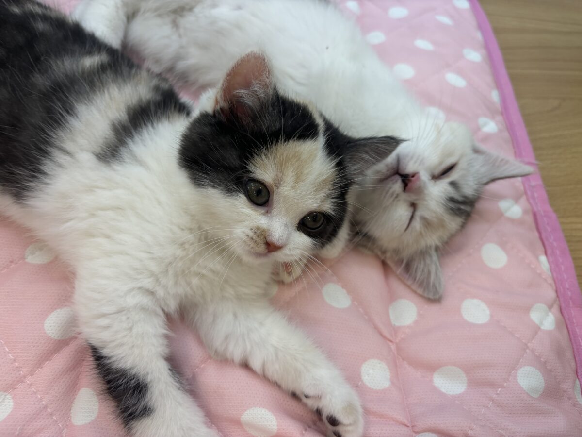 ミックス猫