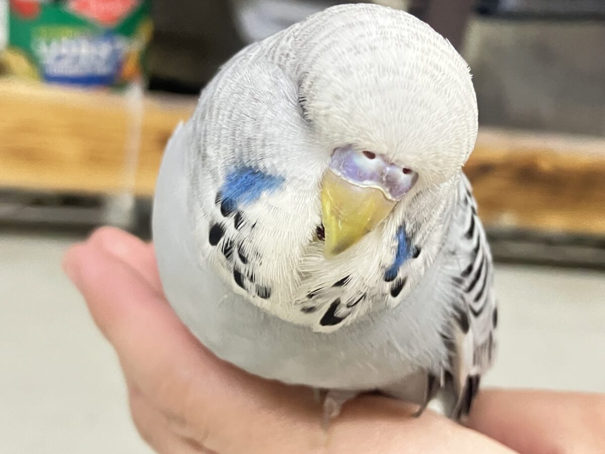 ビビビビ薄明光線❕青空チィク⛅️️🩵ジャンボセキセイインコ(グレーオパーリン/2026年3月生まれ) ジャンボセキセイインコ