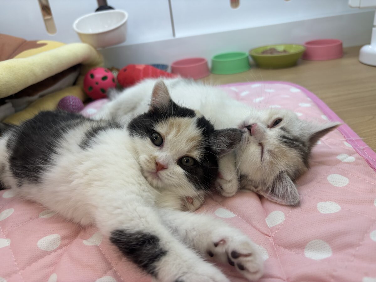 ミックス猫