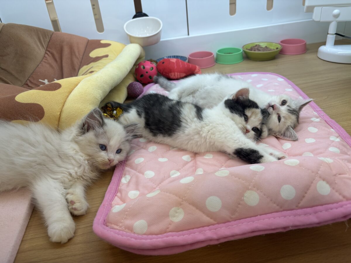 ミックス猫