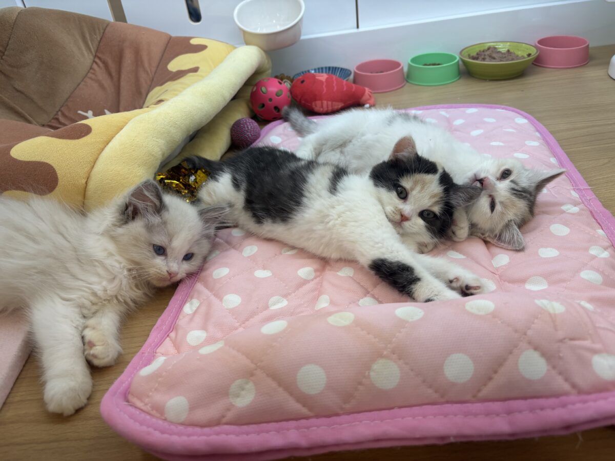 ミックス猫
