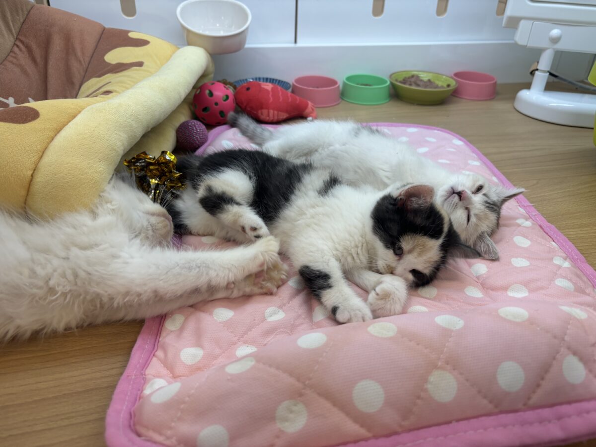 ミックス猫