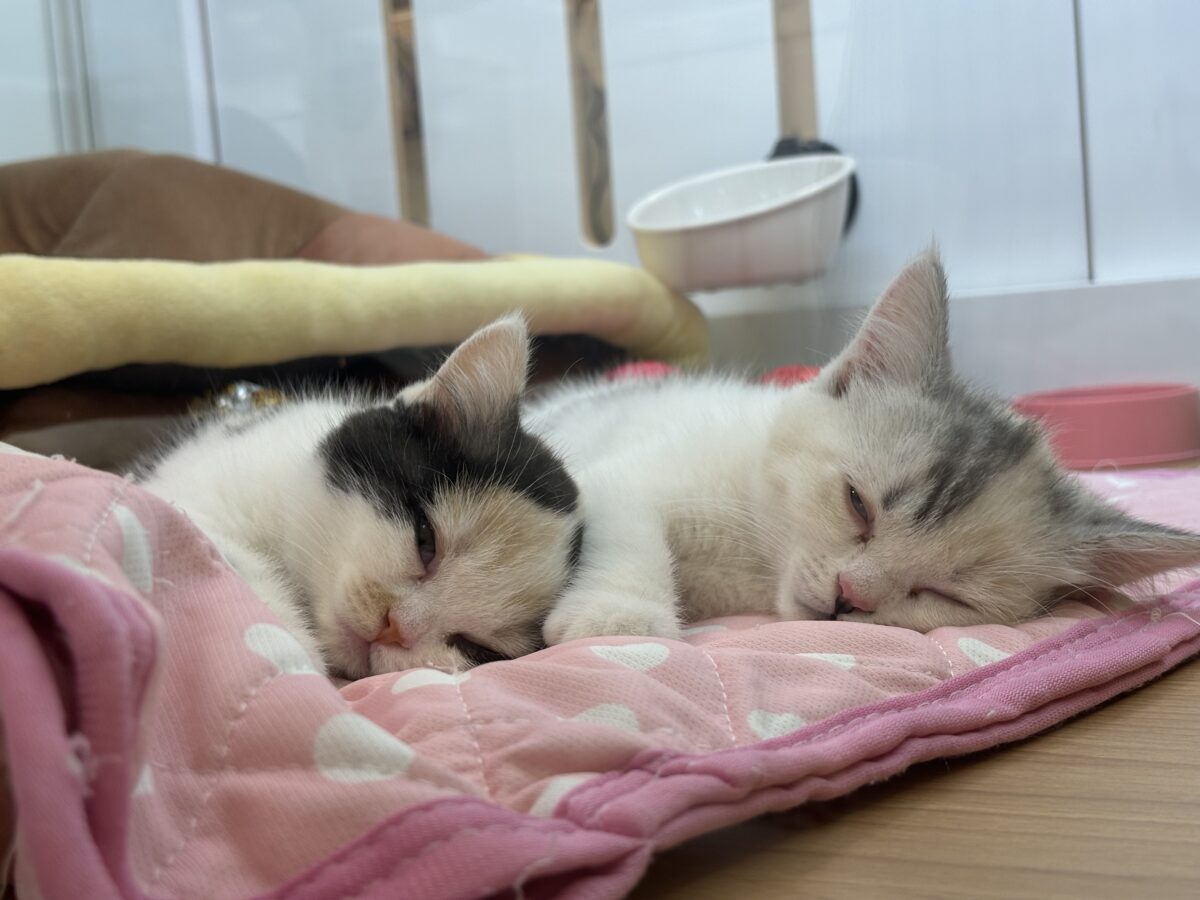 ミックス猫