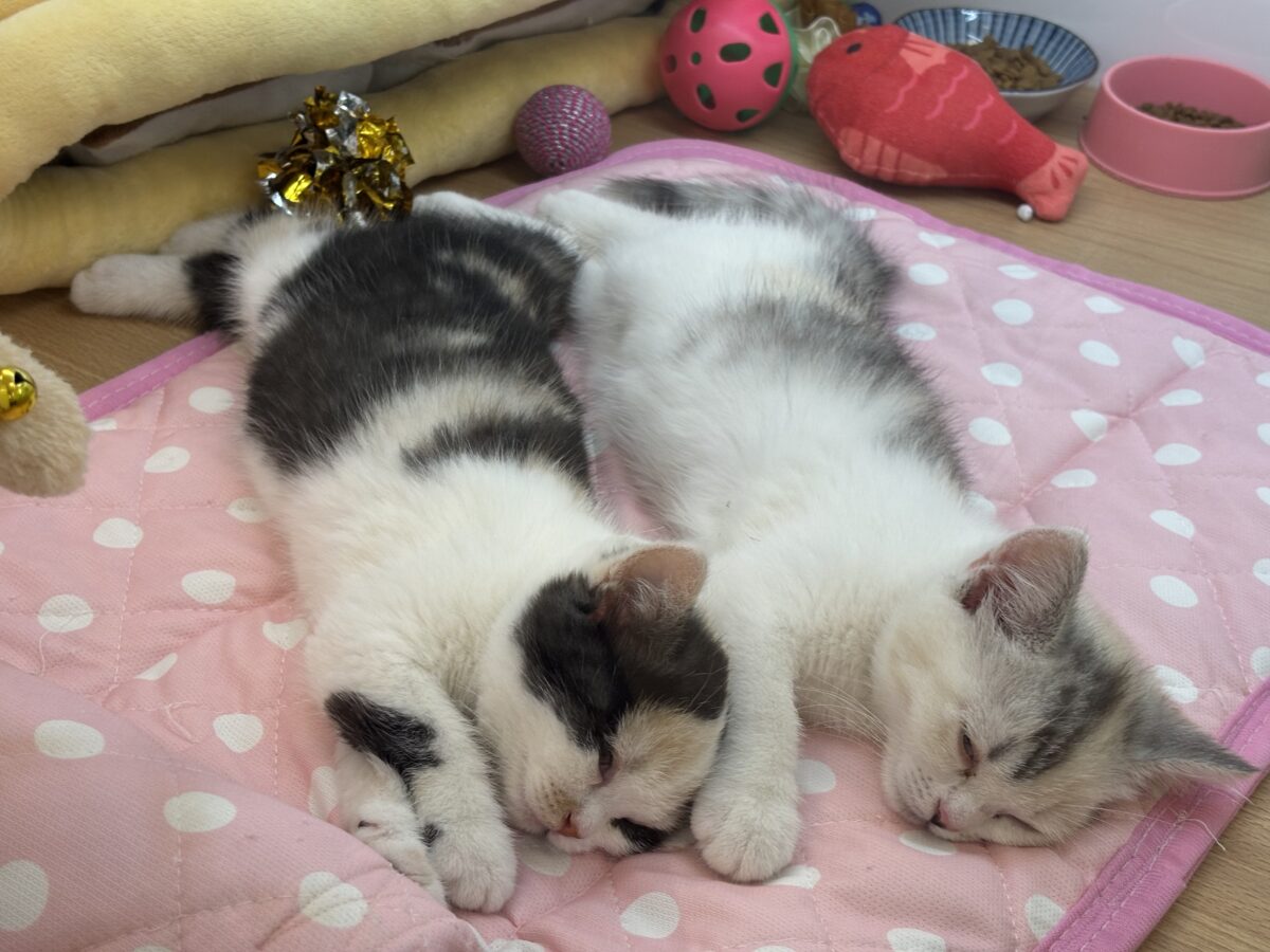 ミックス猫