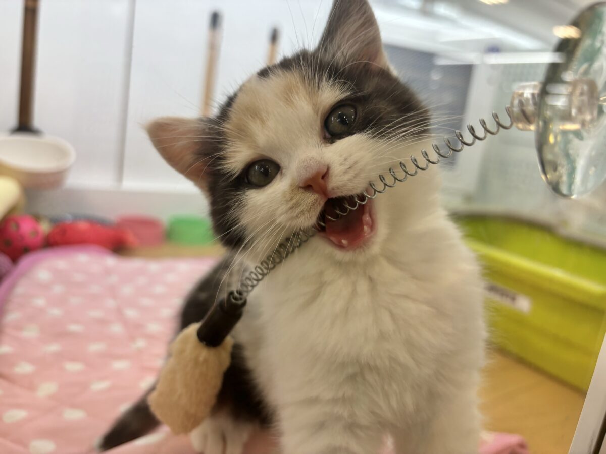 ミックス猫