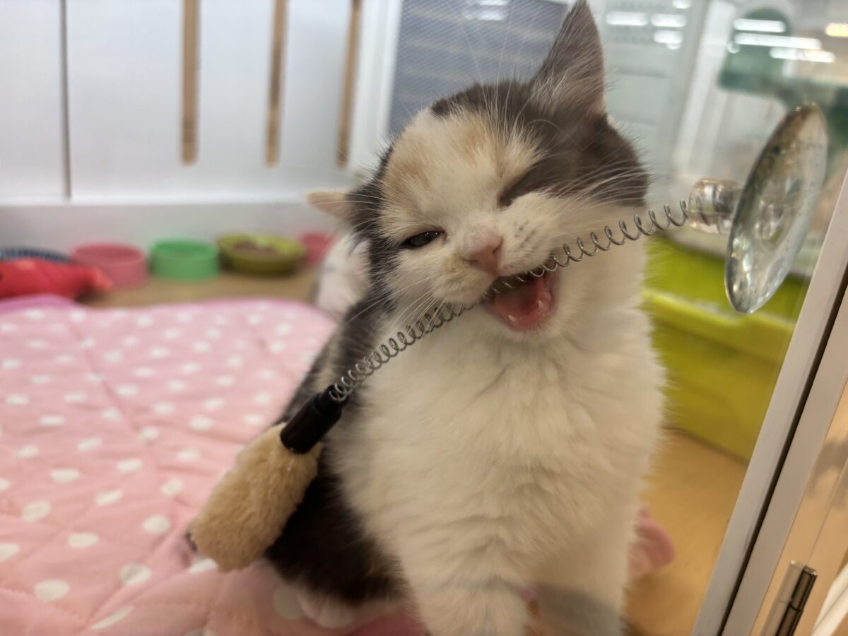ミックス猫