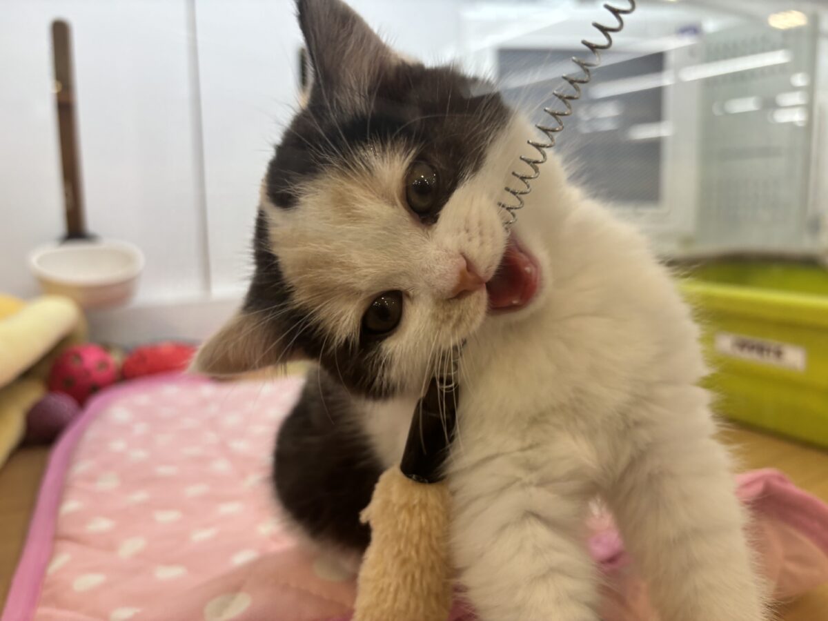 ミックス猫