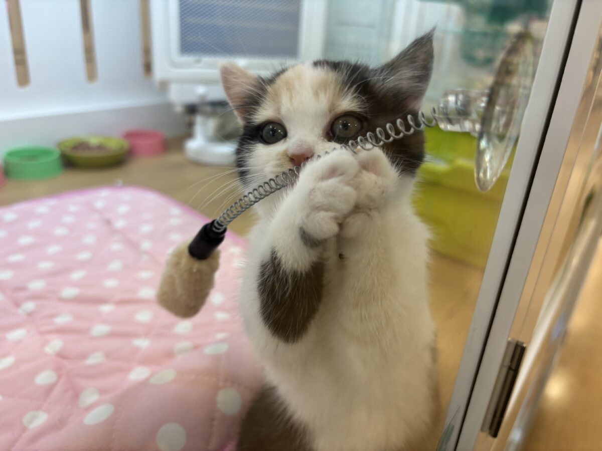 ミックス猫