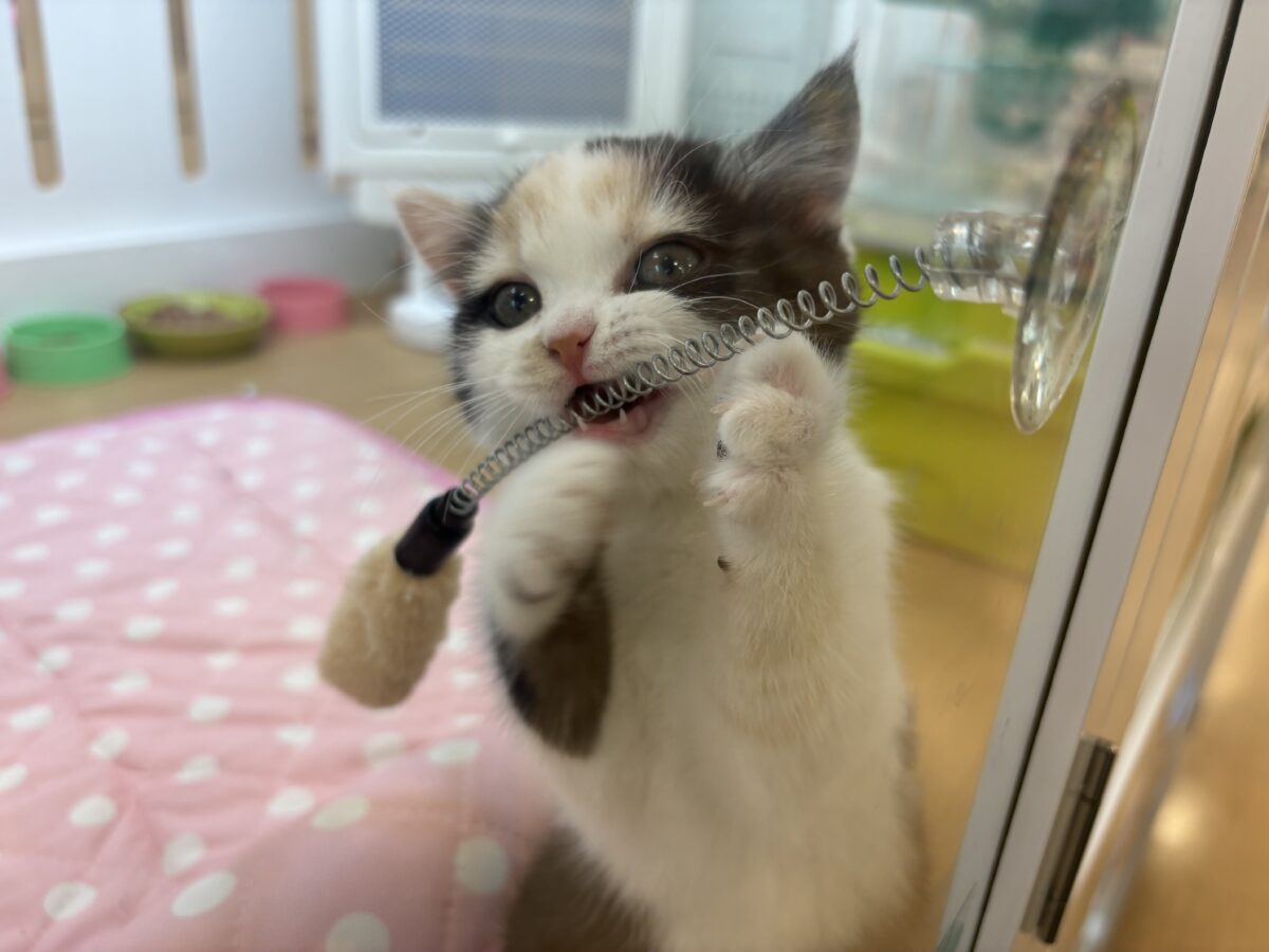ミックス猫