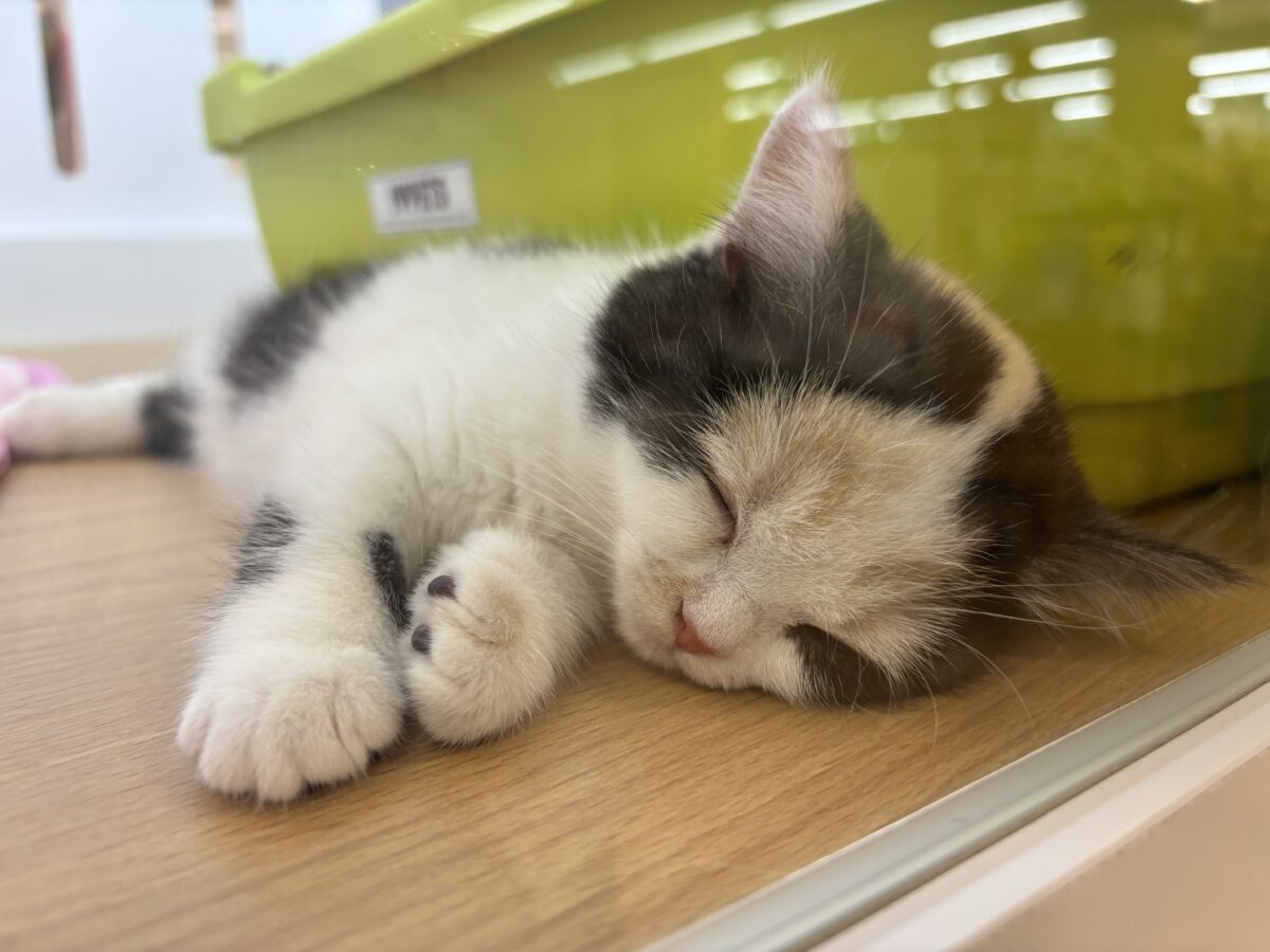 ミックス猫