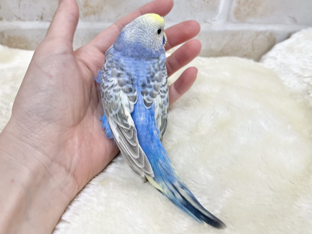 【🆙最新画像あり‼️】お口いっぱいに広がるーーシェイクの感動♩ 🌈💖 セキセイインコ(パステルレインボー) セキセイインコ