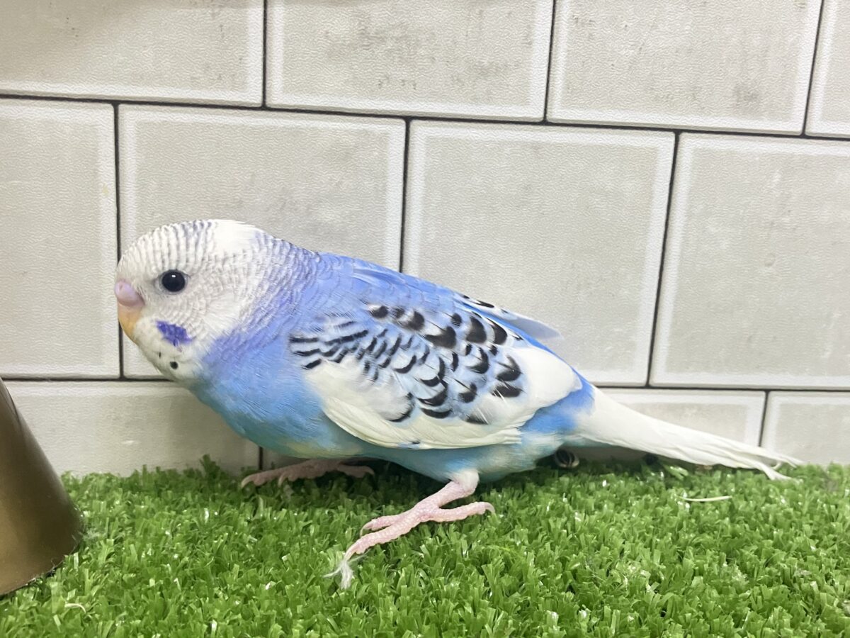いざ大空へ❕あ、同化するねぇ！⛅️✨セキセイインコ(ブルーパイド