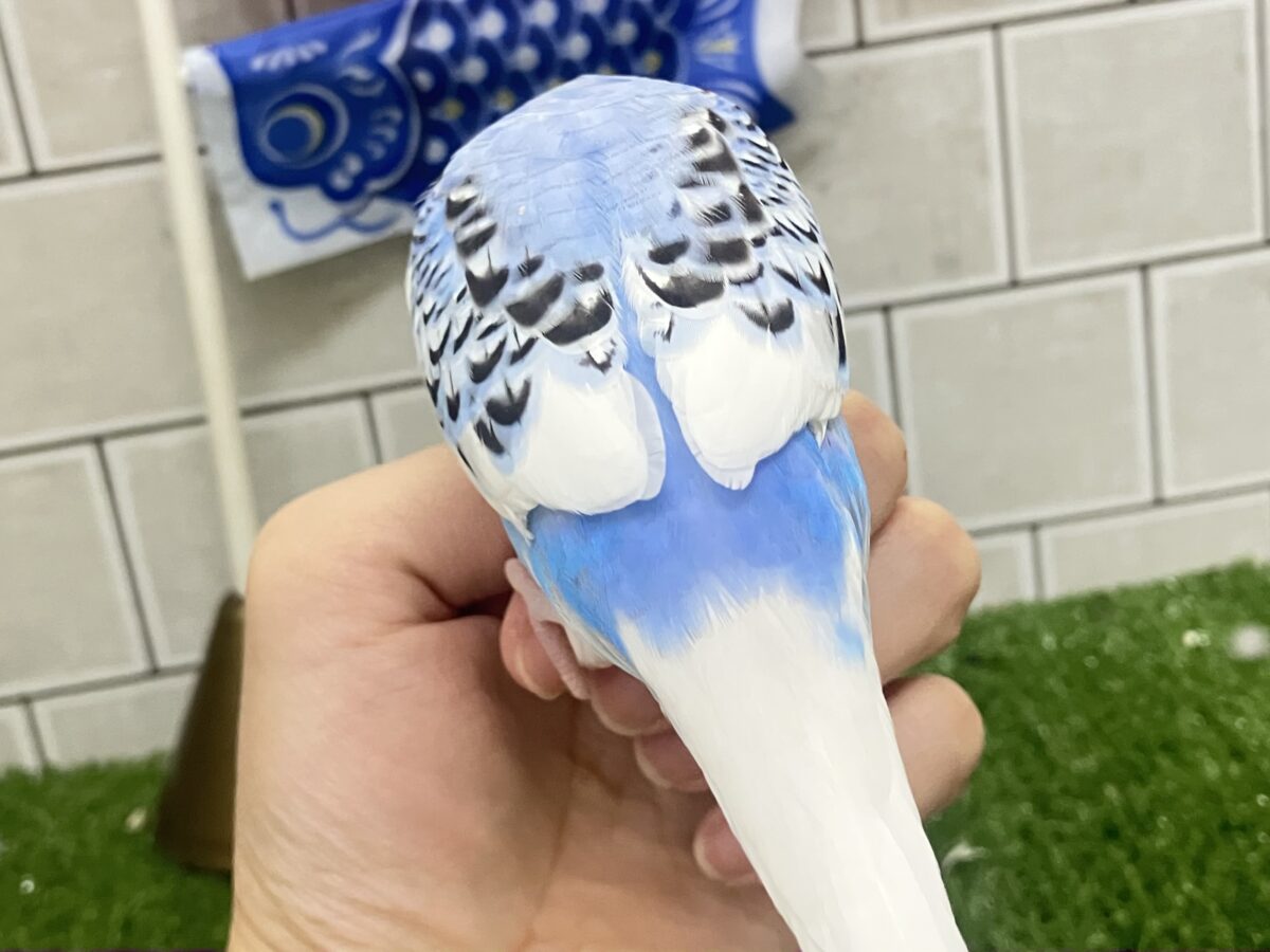 いざ大空へ❕あ、同化するねぇ！⛅️✨セキセイインコ(ブルーパイド