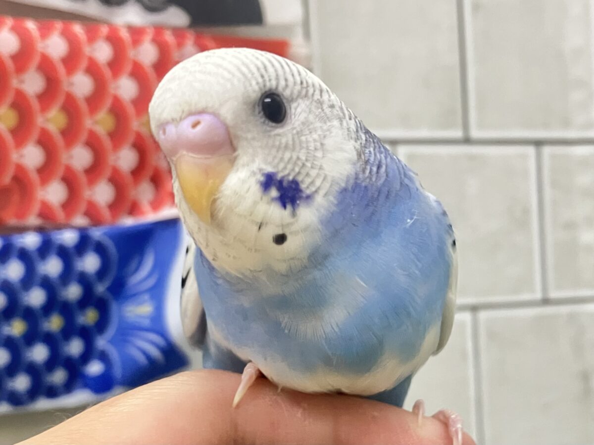 愛用していたインコです いざ大空へ❕あ、同化するねぇ！⛅️✨セキセイインコ(ブルーパイド/2026年