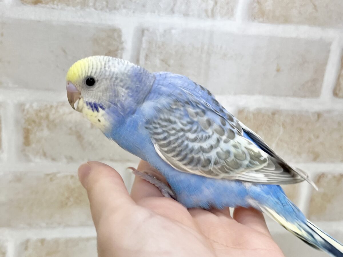【🆙最新画像あり‼️】お口いっぱいに広がるーーシェイクの感動♩ 🌈💖 セキセイインコ(パステルレインボー) セキセイインコ