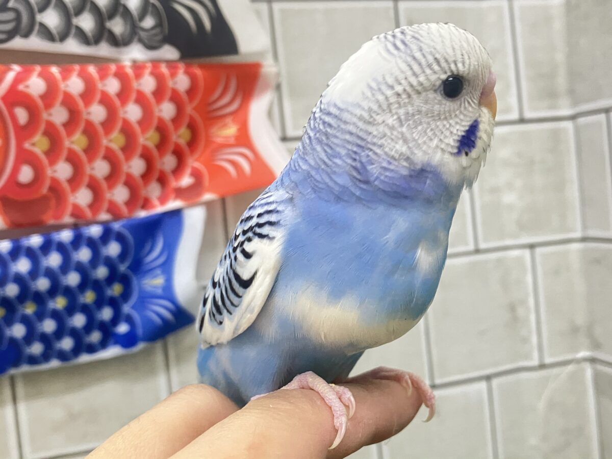 いざ大空へ❕あ、同化するねぇ！⛅️✨セキセイインコ(ブルーパイド
