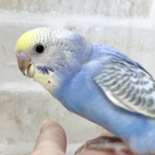 【🆙最新画像あり‼️】濃いめの模様がオシャレ🌈💖  セキセイインコ（パステルレインボー）