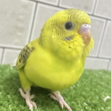 トラ柄BABY。ふぉ〜えば〜🐯🍼セキセイインコ(イエローハルクイン/2026年4月生まれ)
