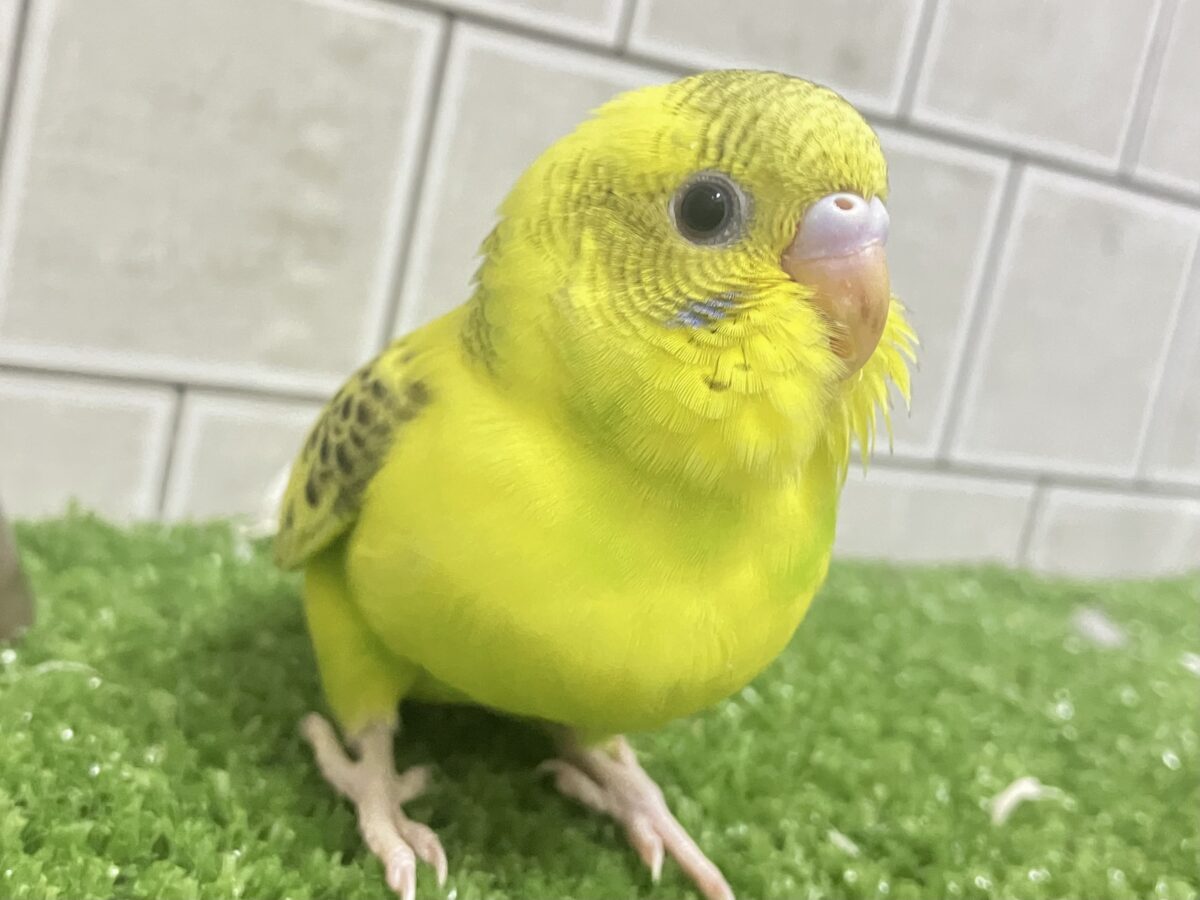 トラ柄BABY。ふぉ〜えば〜🐯🍼セキセイインコ(イエローハルクイン/2026年4月生まれ)