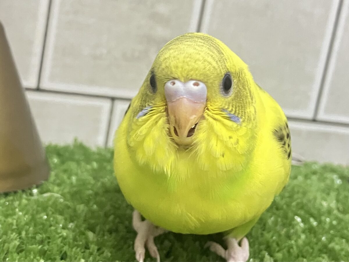セキセイインコ