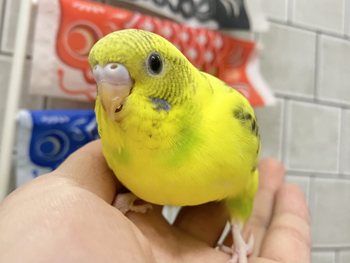 セキセイインコ