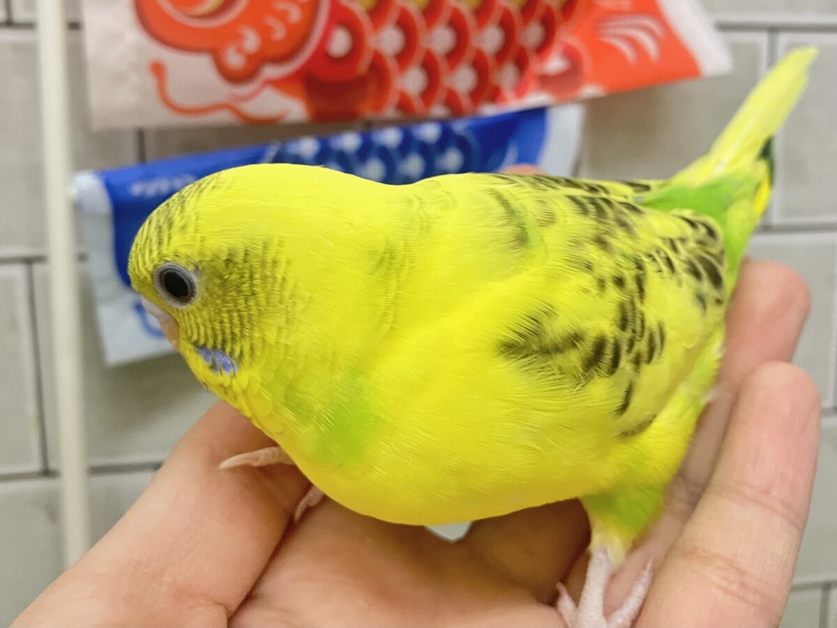 セキセイインコ