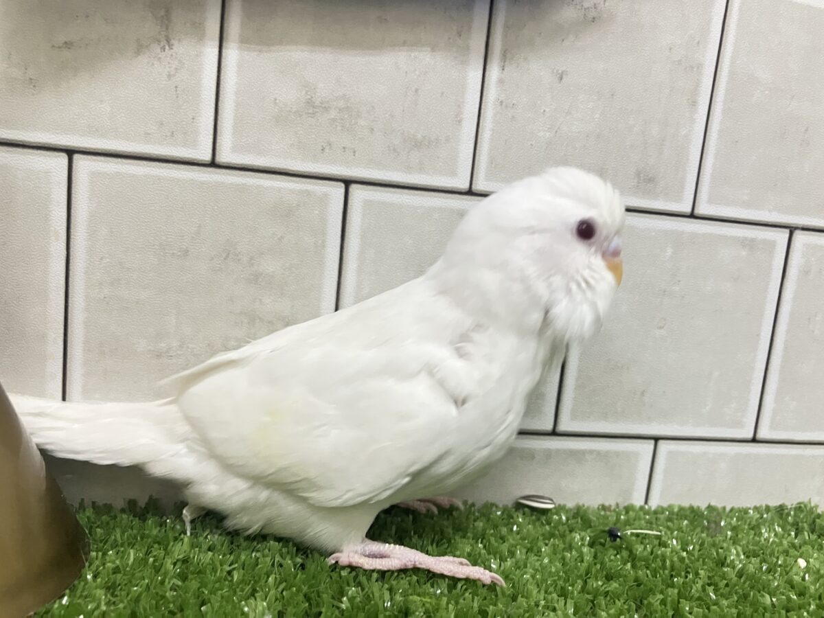 セキセイインコ