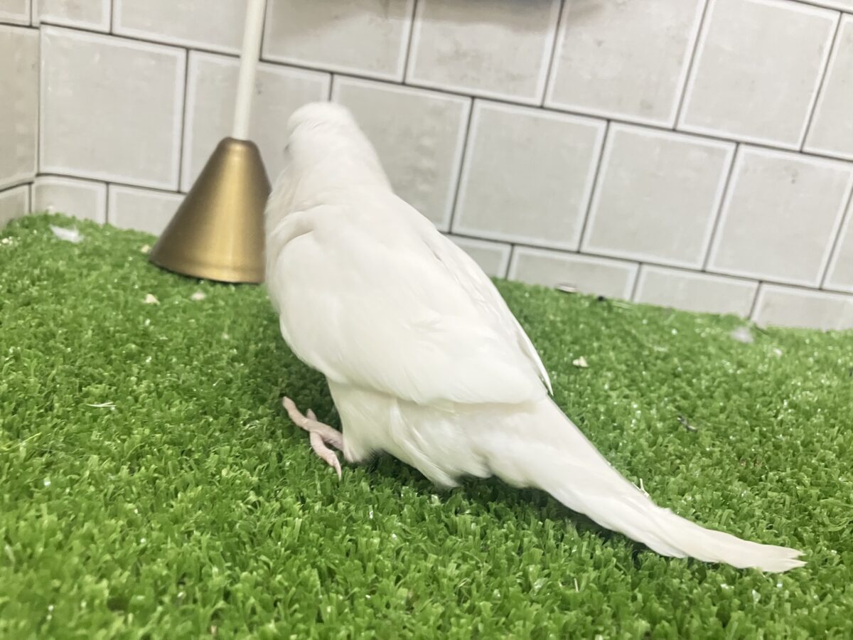 セキセイインコ
