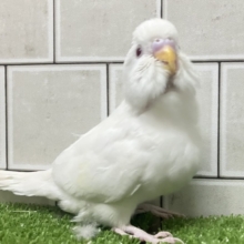 チロチロ‎🤍ほっぺたわっほっほ〜╭👀╮セキセイインコ(アルビノ/2026年4月生まれ)