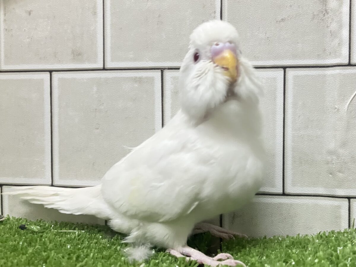 チロチロ‎🤍ほっぺたわっほっほ〜╭👀╮セキセイインコ(アルビノ/2026年4月生まれ)