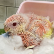 ﾌｽﾌｽ🌸⋆*ぴちぴちピーチメルバ🍑🍰アキクサインコ(ルビノー/2026年4月生まれ)
