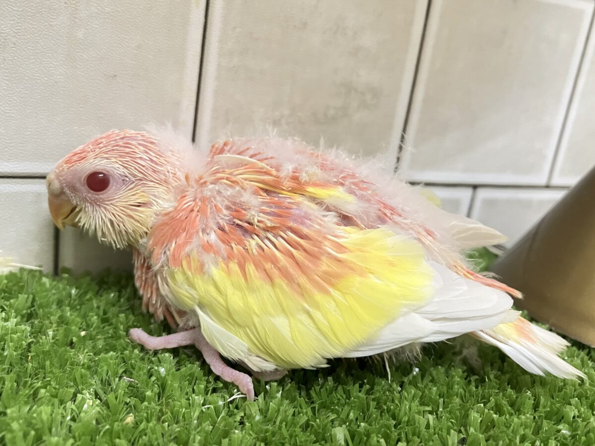 アキクサインコ（秋草インコ）