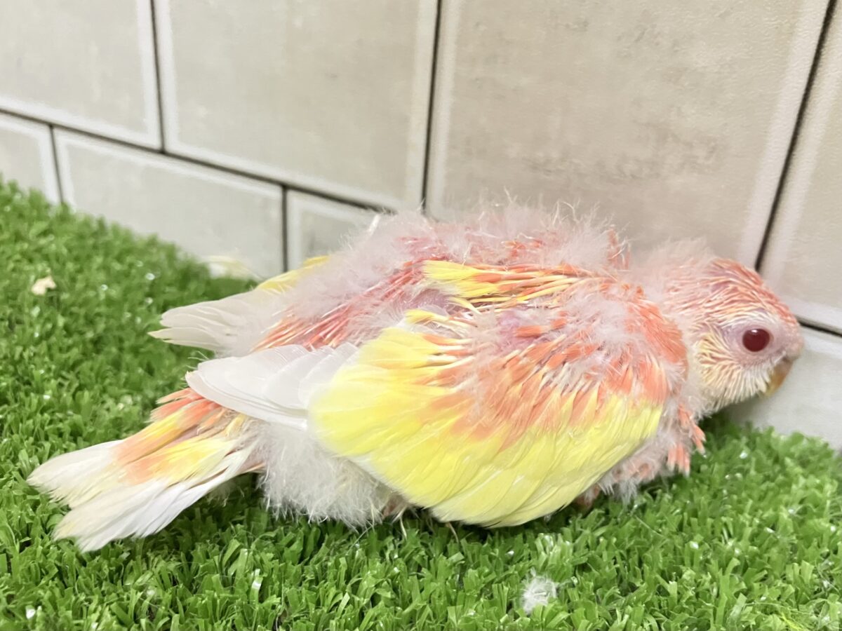 アキクサインコ（秋草インコ）